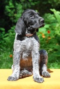 wye niemiecki, spinone italiano