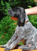 wye niemiecki, spinone italiano