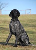 wye niemiecki, spinone italiano