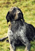 wye niemiecki, spinone italiano