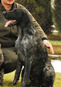 wye niemiecki, spinone italiano
