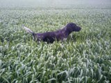 wye niemiecki, spinone italiano