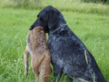 wye niemiecki, spinone italiano