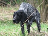 wye niemiecki, spinone italiano