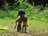 wye niemiecki, spinone italiano