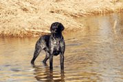 wye niemiecki, spinone italiano