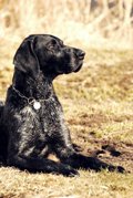 wye niemiecki, spinone italiano