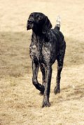 wye niemiecki, spinone italiano