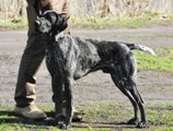 wye niemiecki, spinone italiano