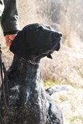 wye niemiecki, spinone italiano
