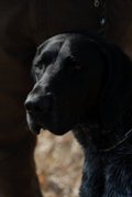 wye niemiecki, spinone italiano