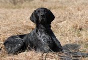 wye niemiecki, spinone italiano
