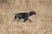 wye niemiecki, spinone italiano