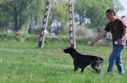 wye niemiecki, spinone italiano