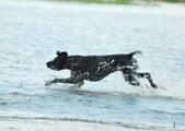 wye niemiecki, spinone italiano