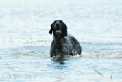 wye niemiecki, spinone italiano