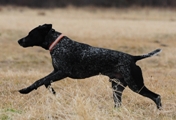 wye niemiecki, spinone italiano