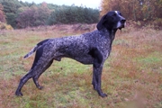 wye niemiecki, spinone italiano
