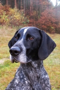 wye niemiecki, spinone italiano