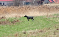 wye niemiecki, spinone italiano