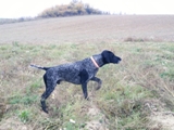 wye niemiecki, spinone italiano