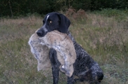 wye niemiecki, spinone italiano