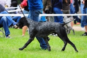 wye niemiecki, spinone italiano