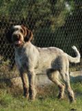wye niemiecki, spinone italiano