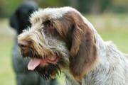 wye niemiecki, spinone italiano