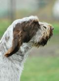 wye niemiecki, spinone italiano