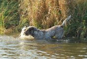 wye niemiecki, spinone italiano