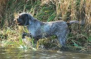 wye niemiecki, spinone italiano