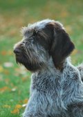 wye niemiecki, spinone italiano