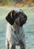wye niemiecki, spinone italiano
