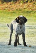 wye niemiecki, spinone italiano