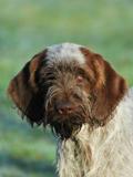 wye niemiecki, spinone italiano