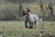 wye niemiecki, spinone italiano