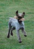 wye niemiecki, spinone italiano