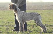 wye niemiecki, spinone italiano