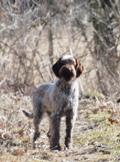 wye niemiecki, spinone italiano