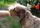 wye niemiecki, spinone italiano