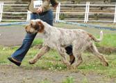 wye niemiecki, spinone italiano