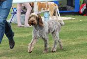 wye niemiecki, spinone italiano