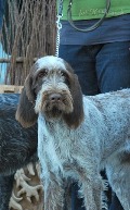 wye niemiecki, spinone italiano