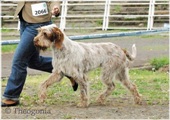 wye niemiecki, spinone italiano