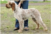 wye niemiecki, spinone italiano