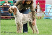 wye niemiecki, spinone italiano