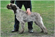 wye niemiecki, spinone italiano