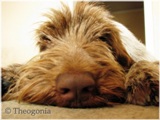wye niemiecki, spinone italiano