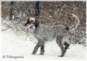 wye niemiecki, spinone italiano